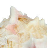 Hermit Crab Figurine – Handcrafted Glass & Shell Coastal Decor