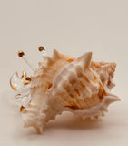 Hermit Crab Glass Figurine | Coastal Beach Home Decor with Real Shell