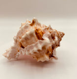 Hermit Crab Figurine Handcrafted Glass & Shell Coastal Decor